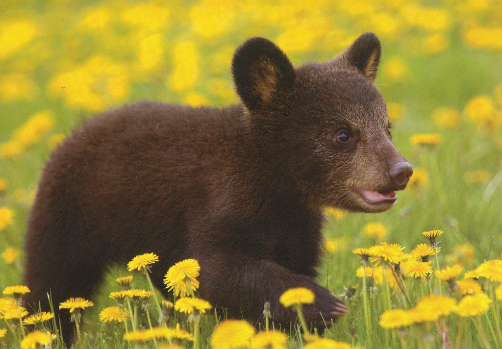 Baby bear picture Find great deals on eBay for BABY BEAR Picture Photo. Shop with confidence.